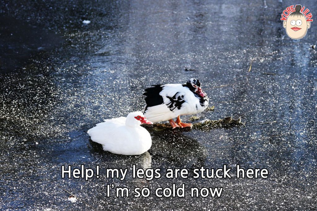 It's Cold in Korean Korean Jun 100 Natural Korean